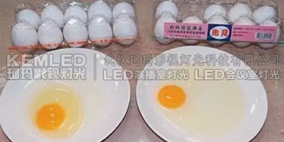 左为利用LED灯控制鸡舍照明所产的鸡蛋，蛋清黏稠、蛋黄像球般挺立